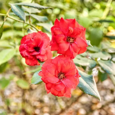 Konukevi Giardino Dei Lenti 3*