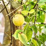 Giardino Dei Lenti 3*